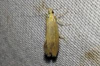 Crassa tinctella