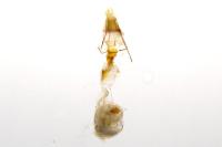 Crassa tinctella