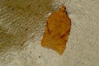 Acleris ferrugana/notana