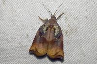 Archips podana