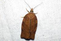 Archips podana