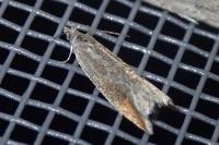 Ancylis diminutana