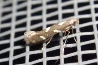 Calybites phasianipennella