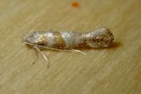 Cedestis gysseleniella