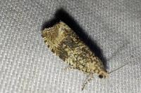 Celypha lacunana