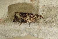 Celypha lacunana