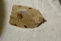 Lozotaenia forsterana