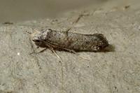 Paraswammerdamia nebulella