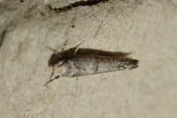 Paraswammerdamia nebulella