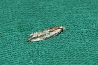 Eucosma cana