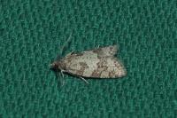 Cnephasia incertana