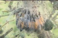 Yponomeuta padella