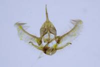 Cnephasia incertana