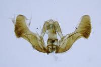 Eucosma cana