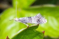 Tinagma perdicella