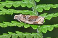 Archips crataegana