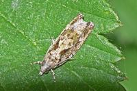 Zeiraphera isertana
