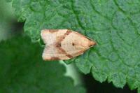 Clepsis consimilana