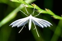 Pterophorus pentadactylus