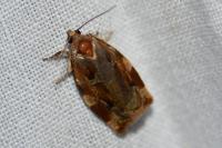 Archips xylosteana
