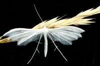Pterophorus pentadactylus
