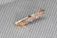 Argyresthia spinosella