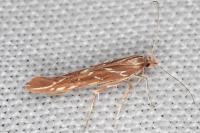 Pyroderces argyrogrammos