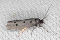 Ethmia flavianella
