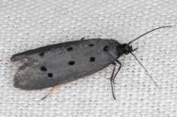 Ethmia flavianella