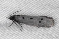 Ethmia flavianella