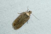 Depressaria eryngiella