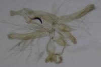 Neofaculta ericetella
