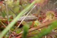 Neofaculta ericetella