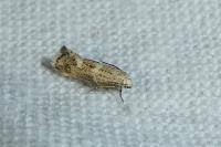 Elachista lugdunensis