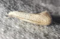 Elachista
