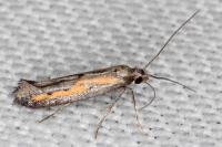 Ochromolopis ictella