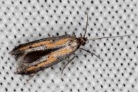 Ochromolopis ictella