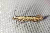 Aristotelia brizella