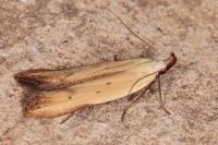 Mesophleps silacella