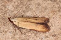 Mesophleps silacella