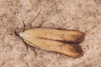 Mesophleps silacella