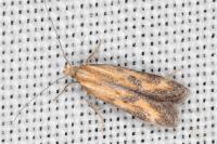 Metzneria artificella