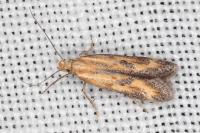 Metzneria artificella