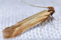 Metzneria subflavella