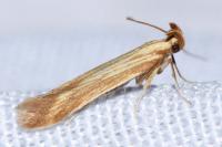 Metzneria subflavella