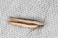 Mirificarma interrupta