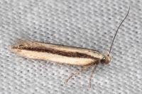 Mirificarma interrupta