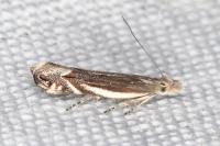 Sophronia humerella