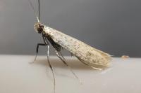Aspilapteryx limosella