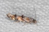 Mompha miscella